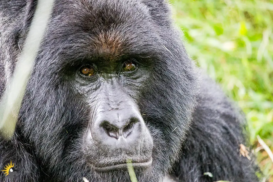 silverback gorilla face